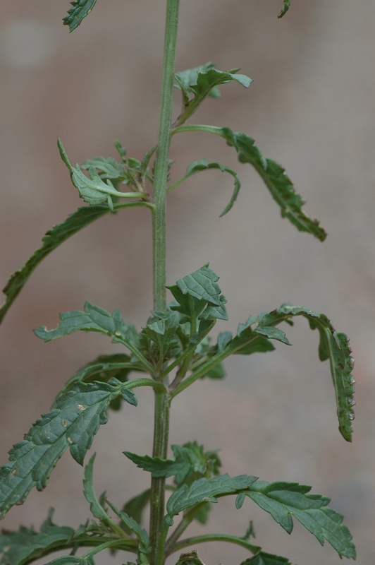 Изображение особи Scrophularia kiriloviana.