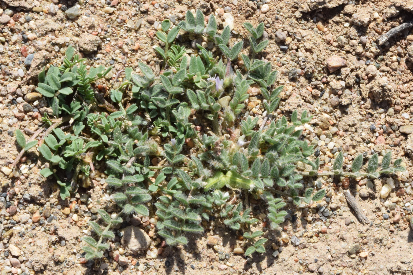 Image of Astragalus tribuloides specimen.