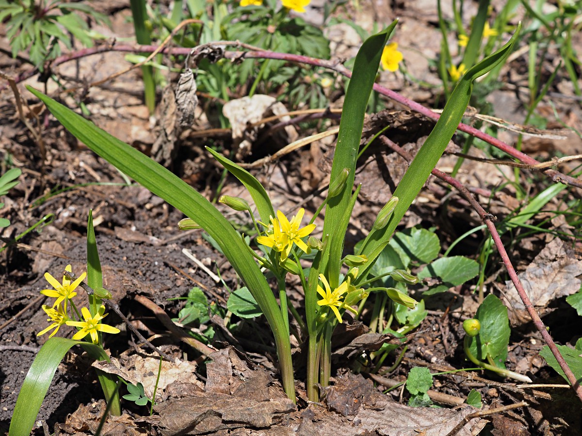 Image of Gagea lutea specimen.