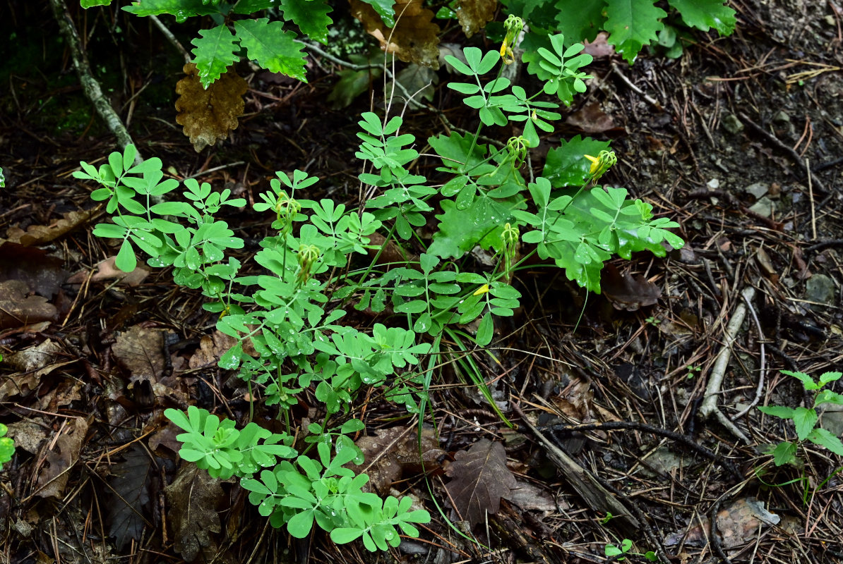 Image of Coronilla coronata specimen.