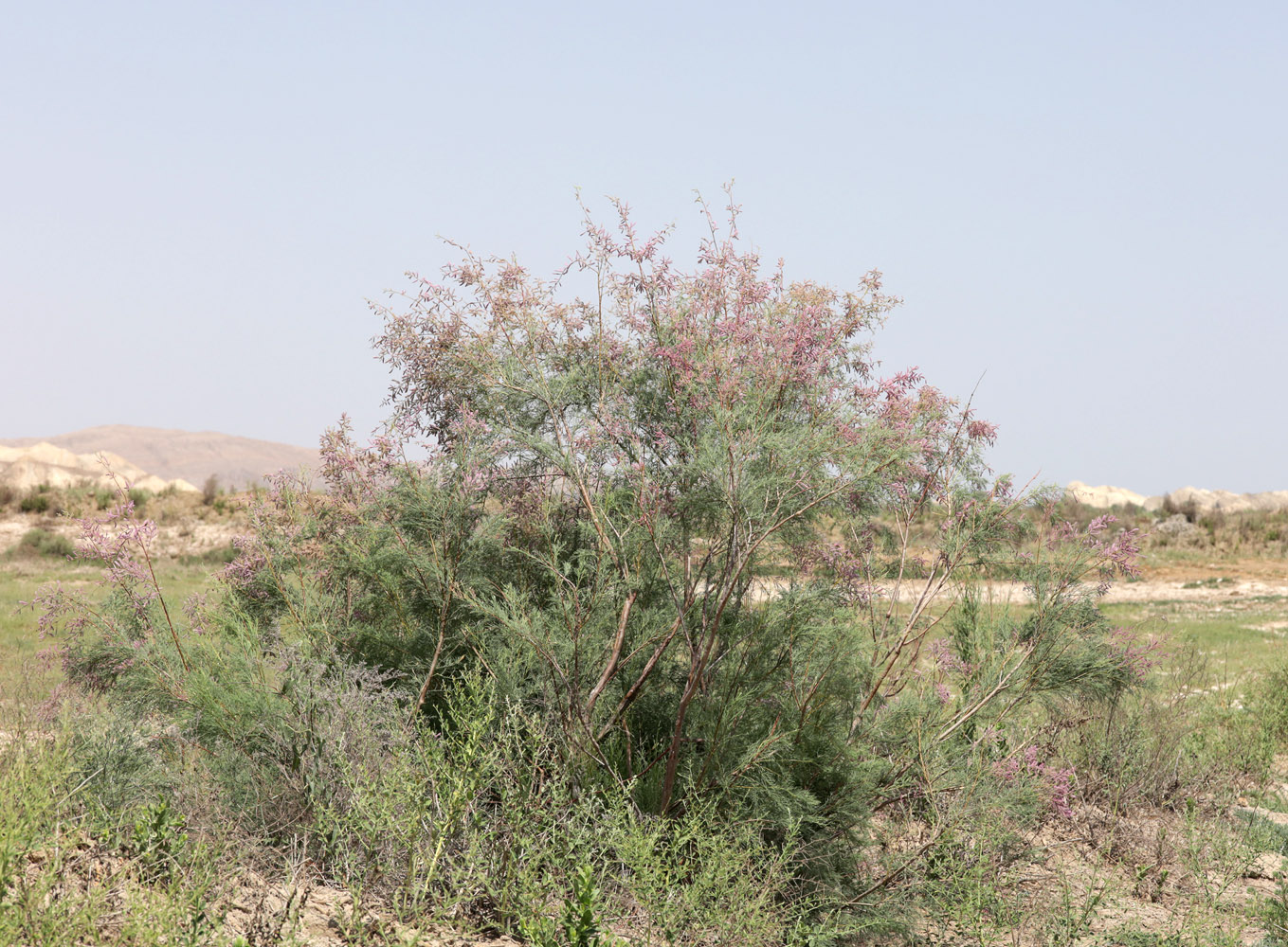 Image of Tamarix ramosissima specimen.