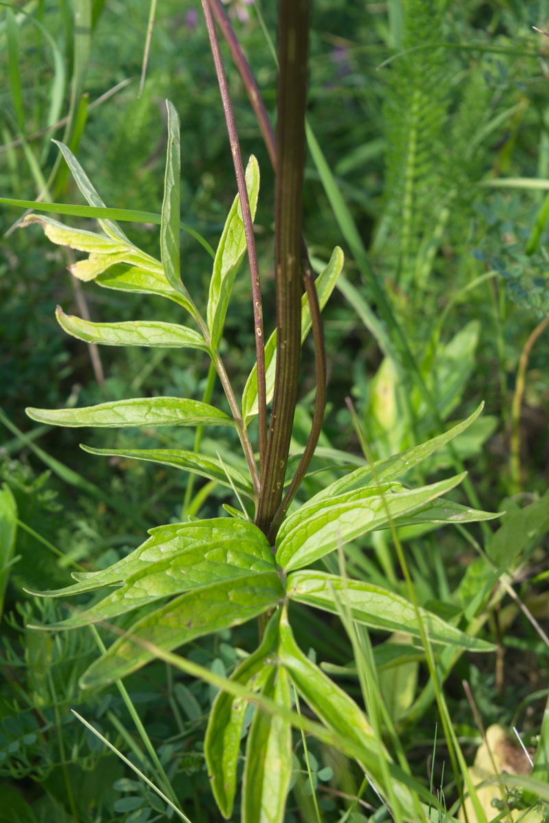 Image of genus Valeriana specimen.