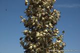 Hesperoyucca peninsularis