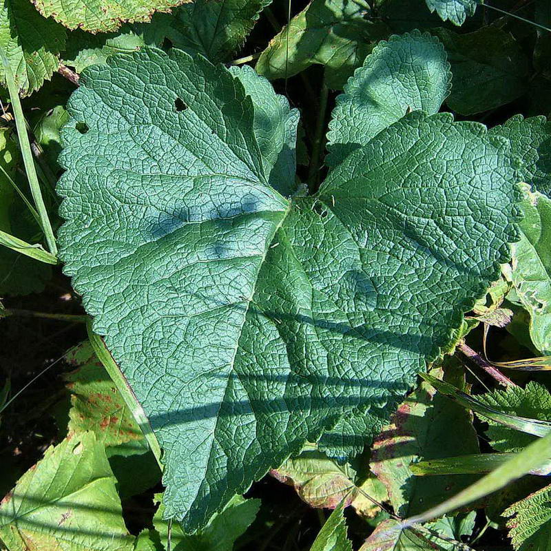 Изображение особи Phlomoides tuberosa.