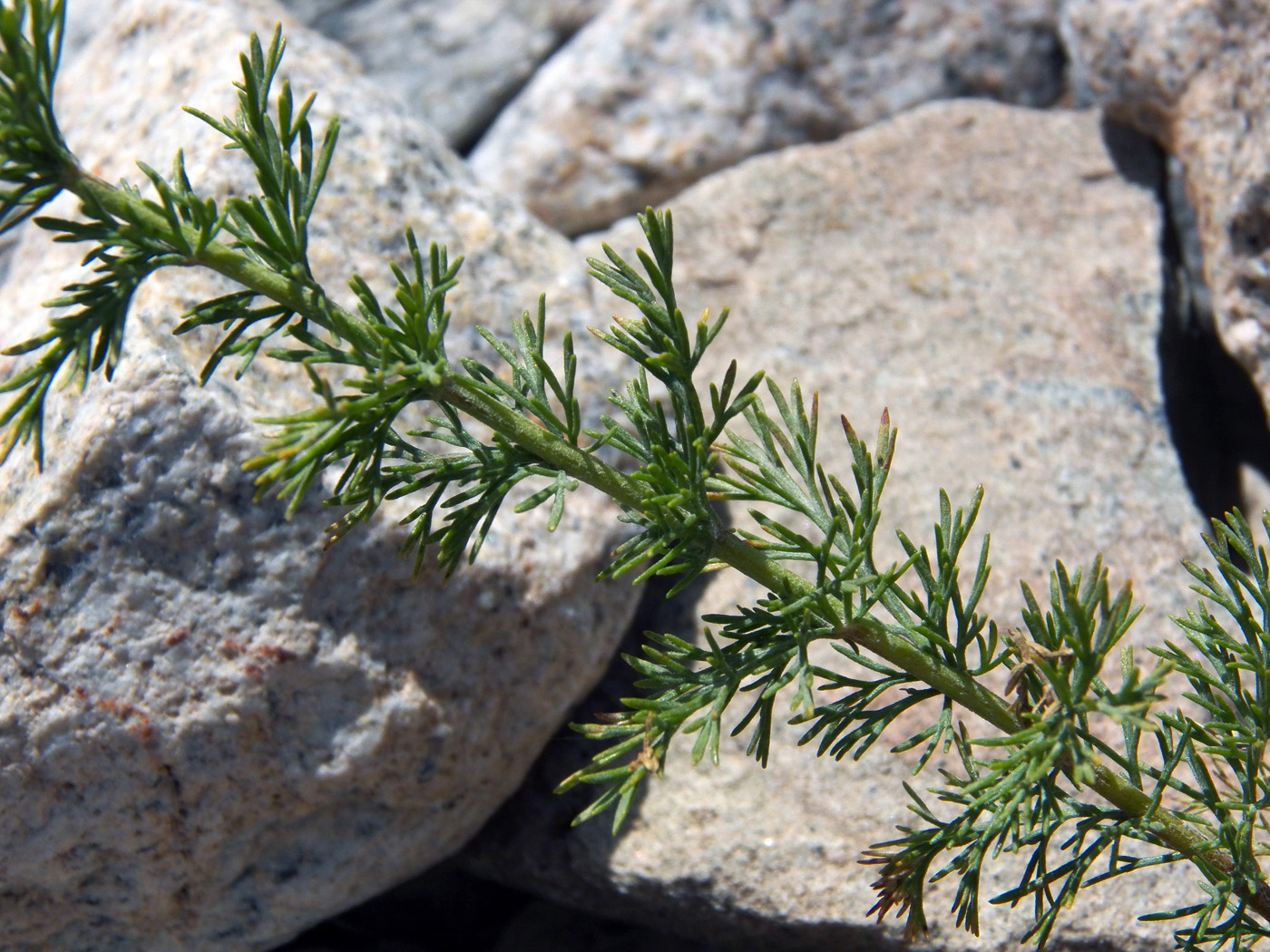 Image of genus Artemisia specimen.