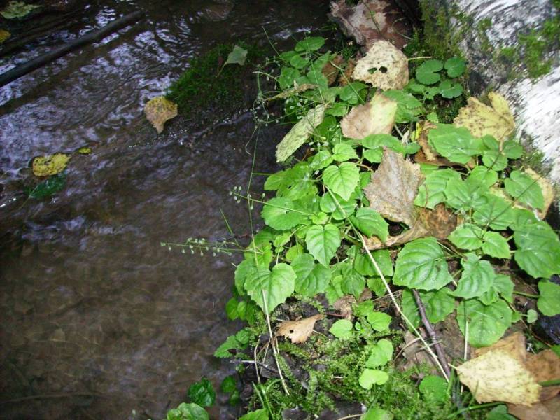 Image of Circaea alpina specimen.