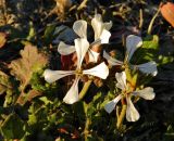 семейство Brassicaceae. Цветки. Испания, Андалусия, провинция Гранада, г. Гранада, р-н Верхний Альбаисин, сухой луг. Январь.