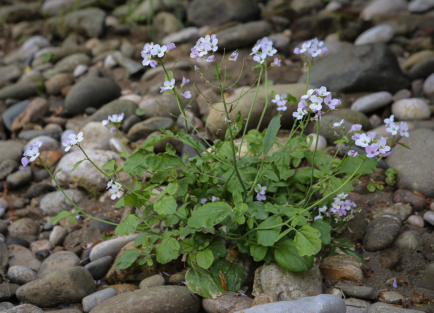 Изображение особи Cardamine tenera.