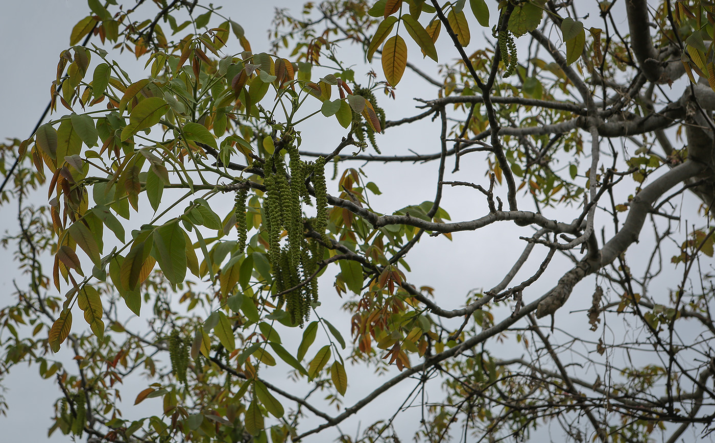 Image of Juglans regia specimen.