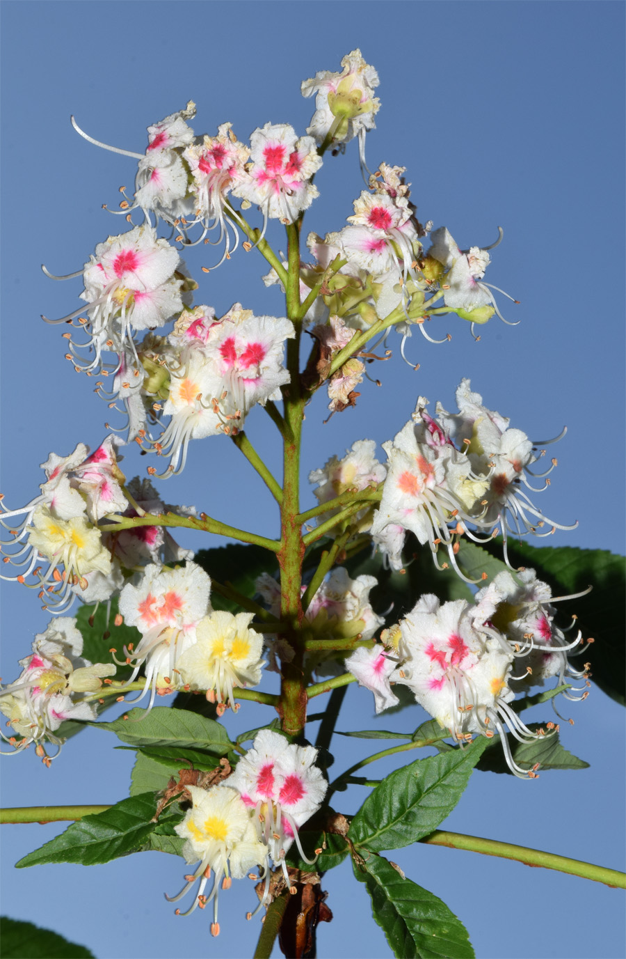 Изображение особи Aesculus hippocastanum.