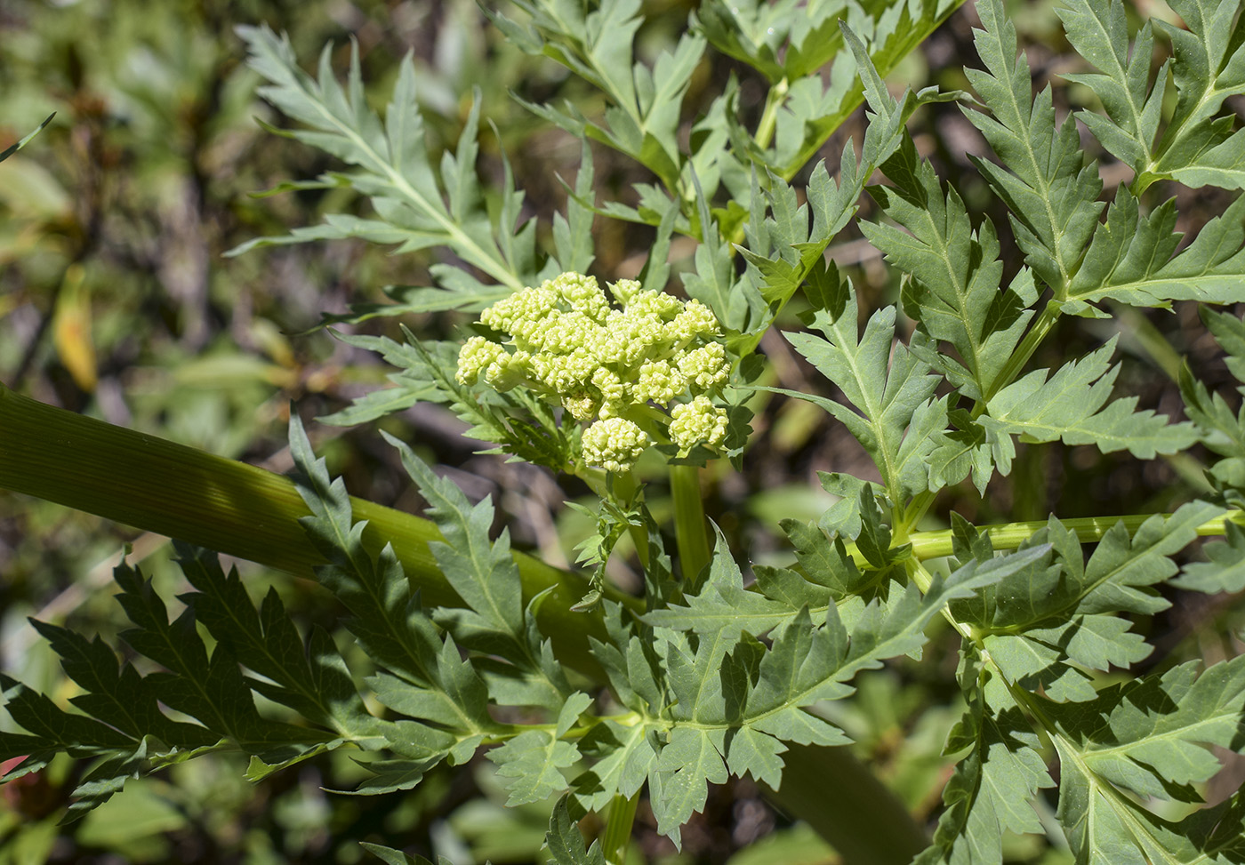 Image of familia Apiaceae specimen.