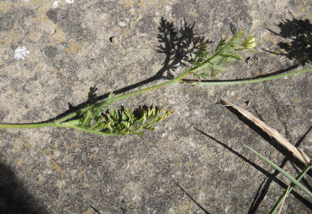 Image of genus Daucus specimen.