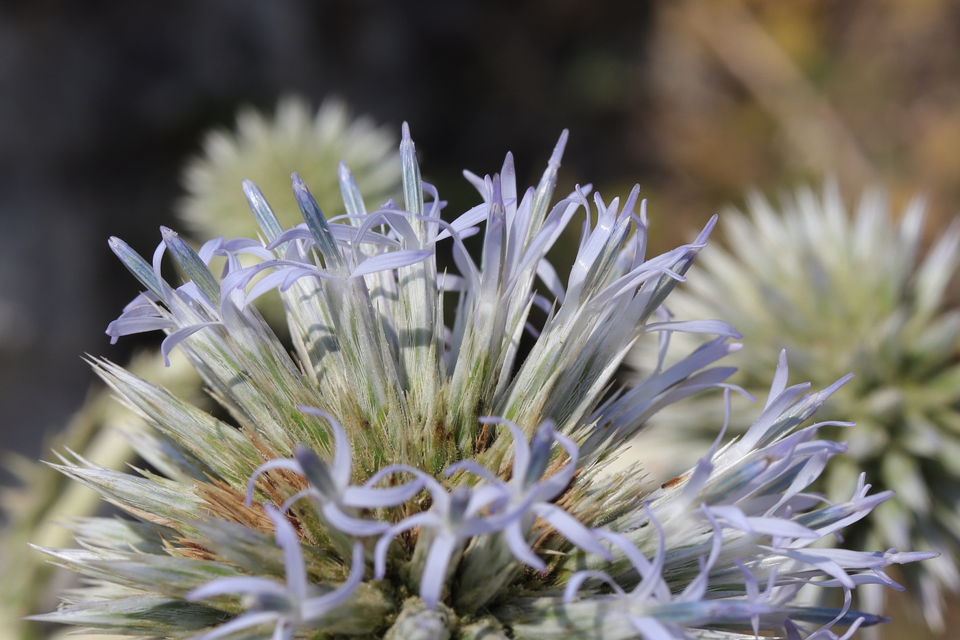 Изображение особи Echinops sphaerocephalus.