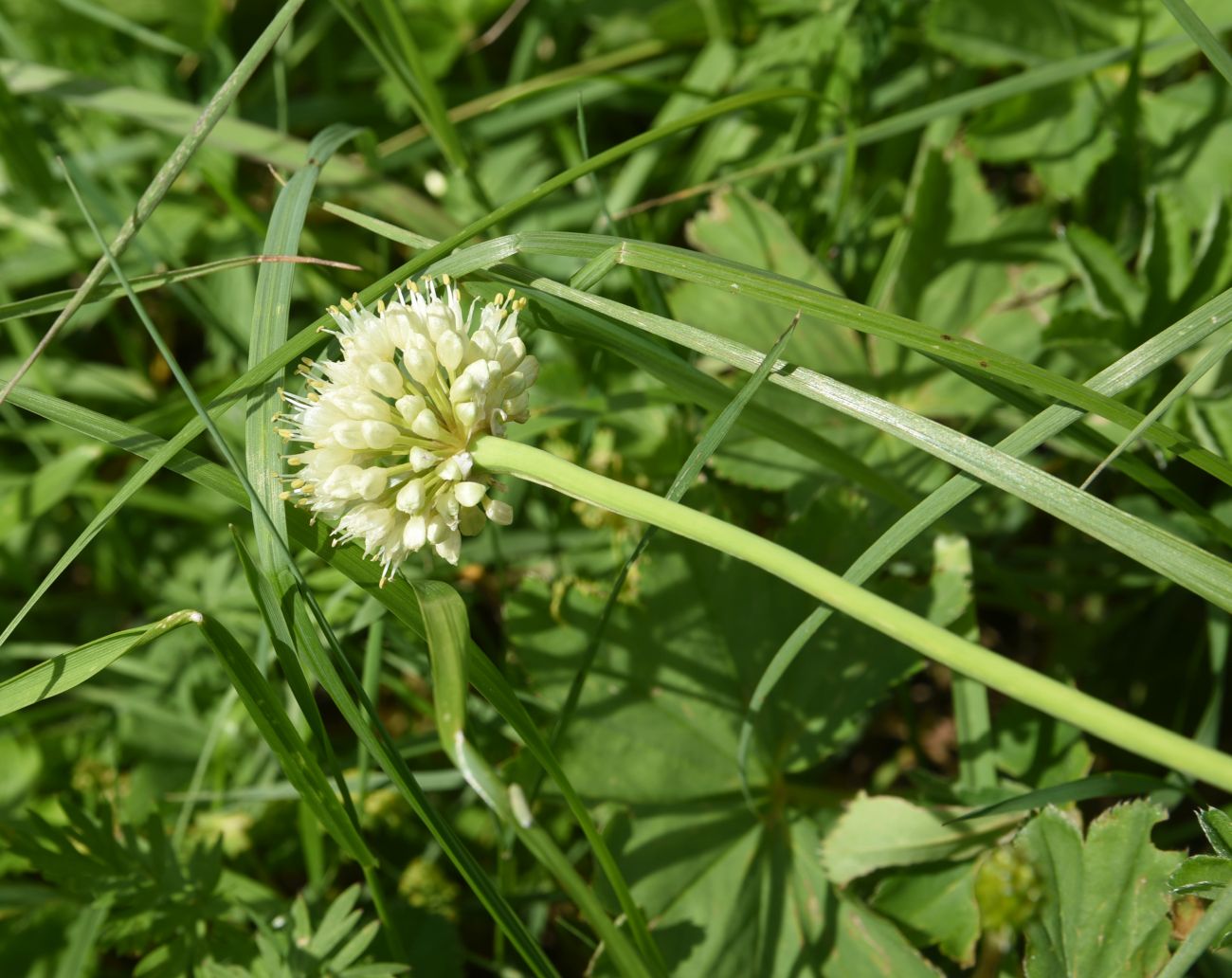 Image of Allium victorialis specimen.