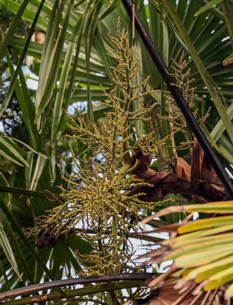 Image of Trachycarpus fortunei specimen.