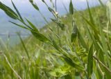 Linum nervosum