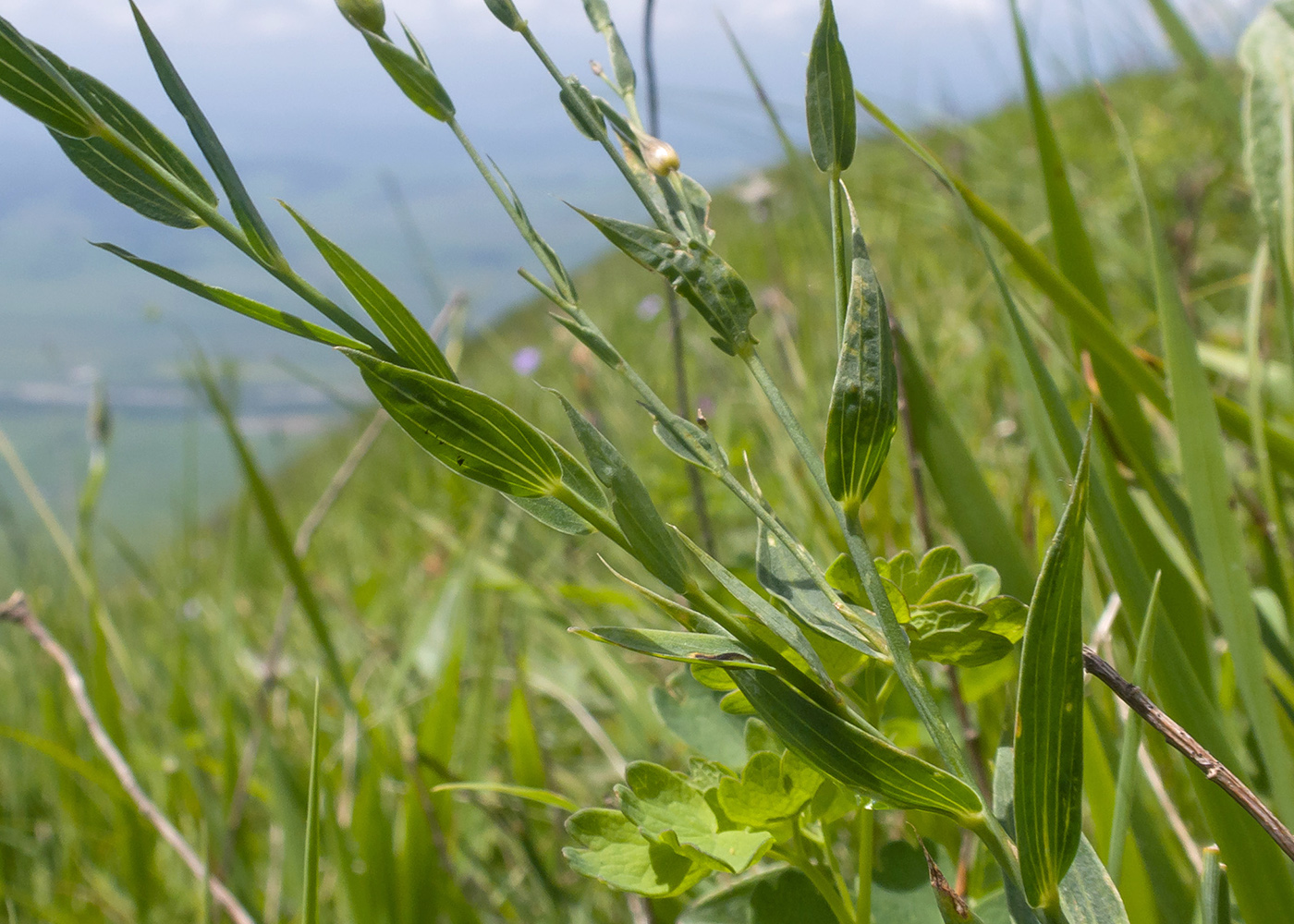 Изображение особи Linum nervosum.