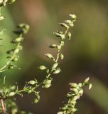 Artemisia macilenta. Часть побега с соцветиями. Приморский край, Октябрьский р-н, окр. с. Новогеоргиевка, дол. р. Раздольная на левом берегу, на остепнённом склоне. 13.09.2024.