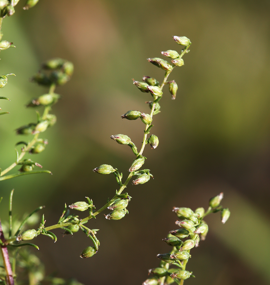 Изображение особи Artemisia macilenta.