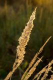 Calamagrostis epigeios. Верхушки сухих плодоносящих побегов. Оренбургская обл., Переволоцкий р-н, Родничнодольский сельсовет, окр. с. Родничный Дол, степь. 6 сентября 2023 г.