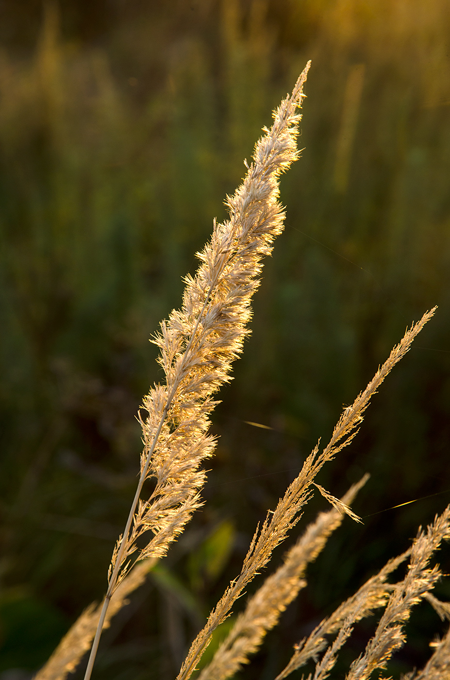 Изображение особи Calamagrostis epigeios.