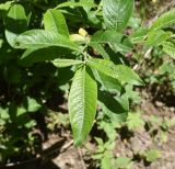 genus Salix. Верхушка побега. Чечня, Шаройский р-н, западный склон пер. Цумандинский, выс. ок. 2150 м н.у.м., опушка небольшого леса. 24 июня 2024 г.