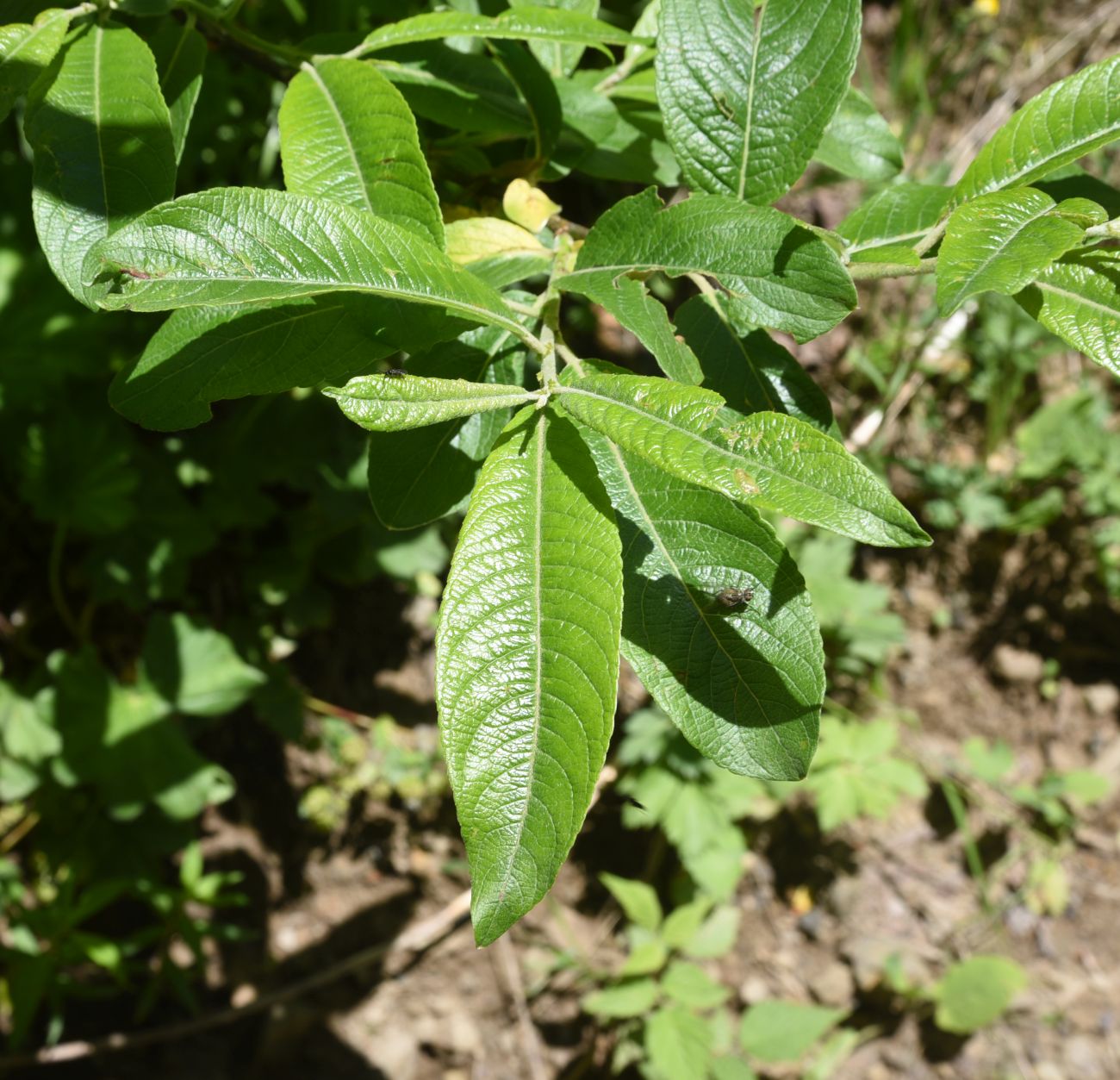 Image of genus Salix specimen.