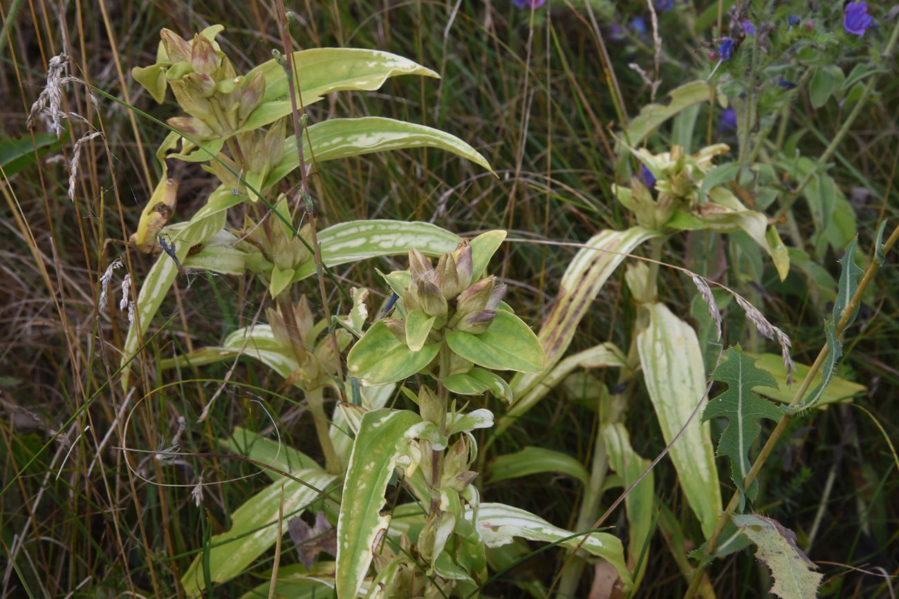 Изображение особи Gentiana cruciata.