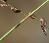 Eragrostis minor. Часть соцветия. Приморский край, г. Находка, отсыпка из камня на пустыре. 18.09.2024.