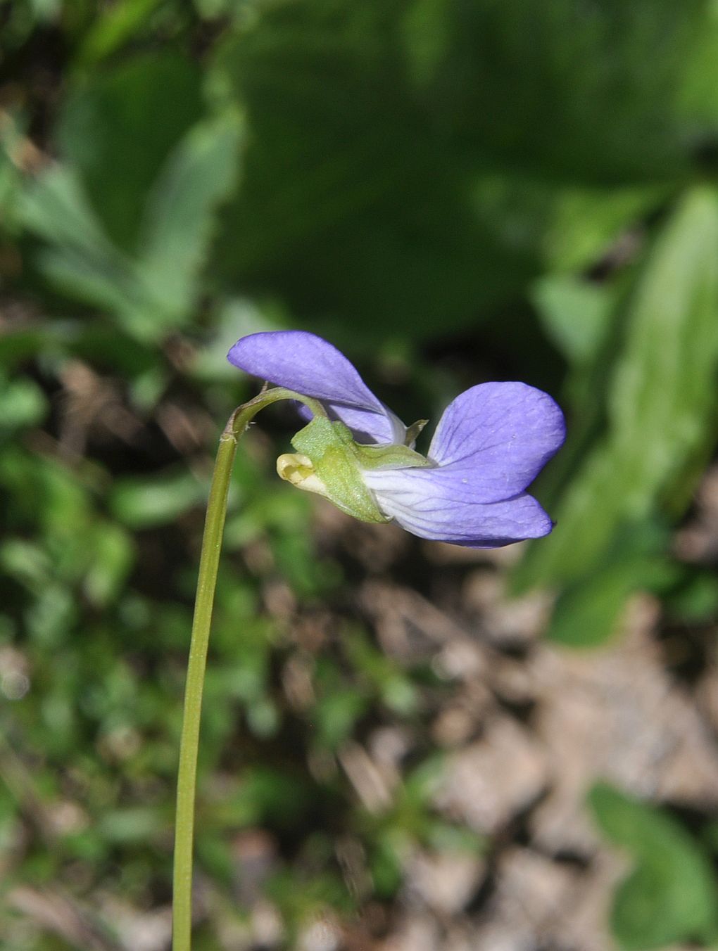 Изображение особи род Viola.