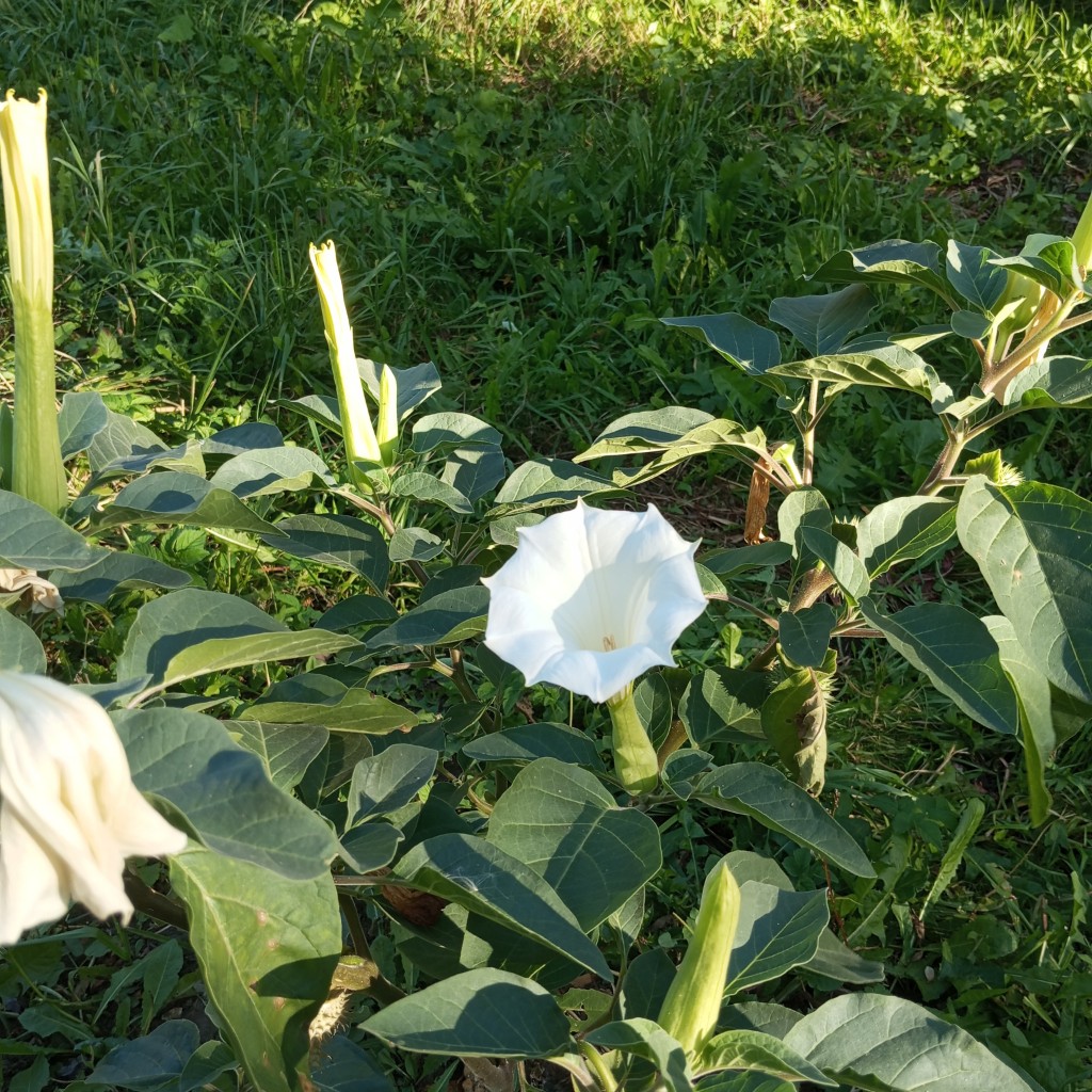 Image of Datura innoxia specimen.