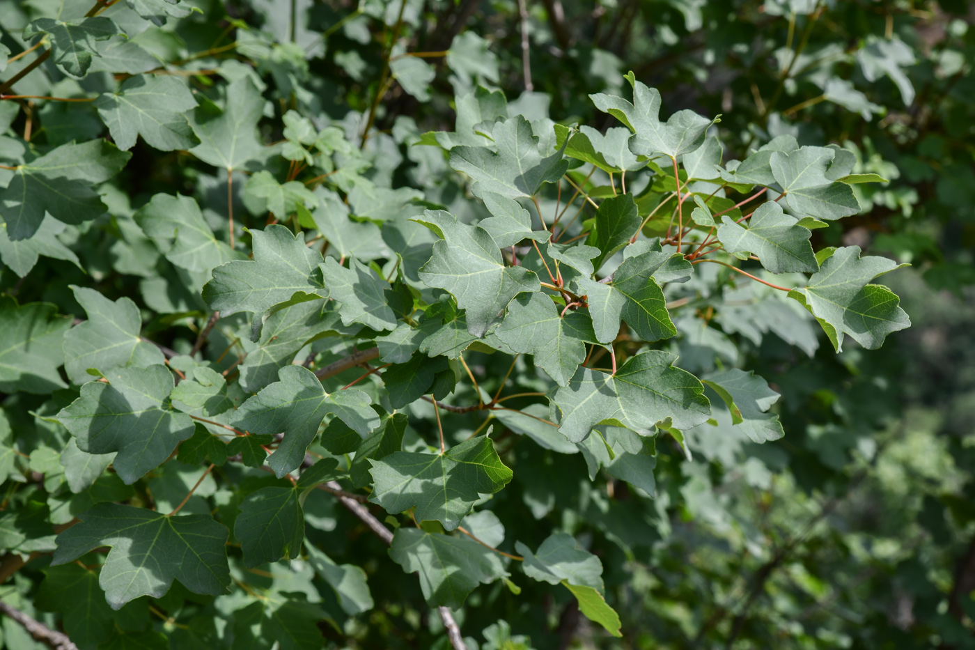 Image of Acer turkestanicum specimen.