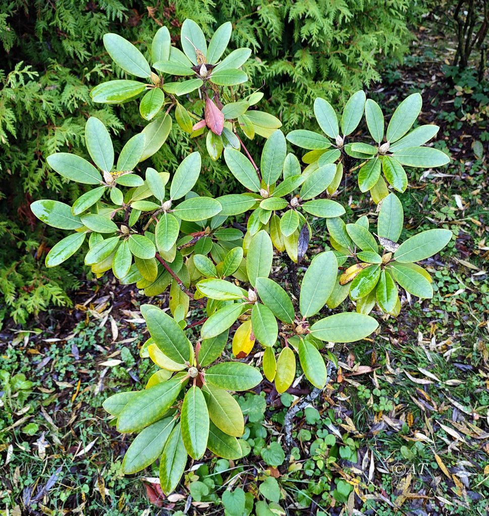 Image of genus Rhododendron specimen.