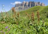 род Rumex