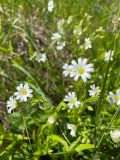 Stellaria holostea