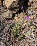 Polygala comosa. Цветущее и плодоносящее растение. Крым, Южный Берег, окр. с. Лучистое, гора Южная Демерджи, на каменисто-глинистом склоне. 03.06.2024.