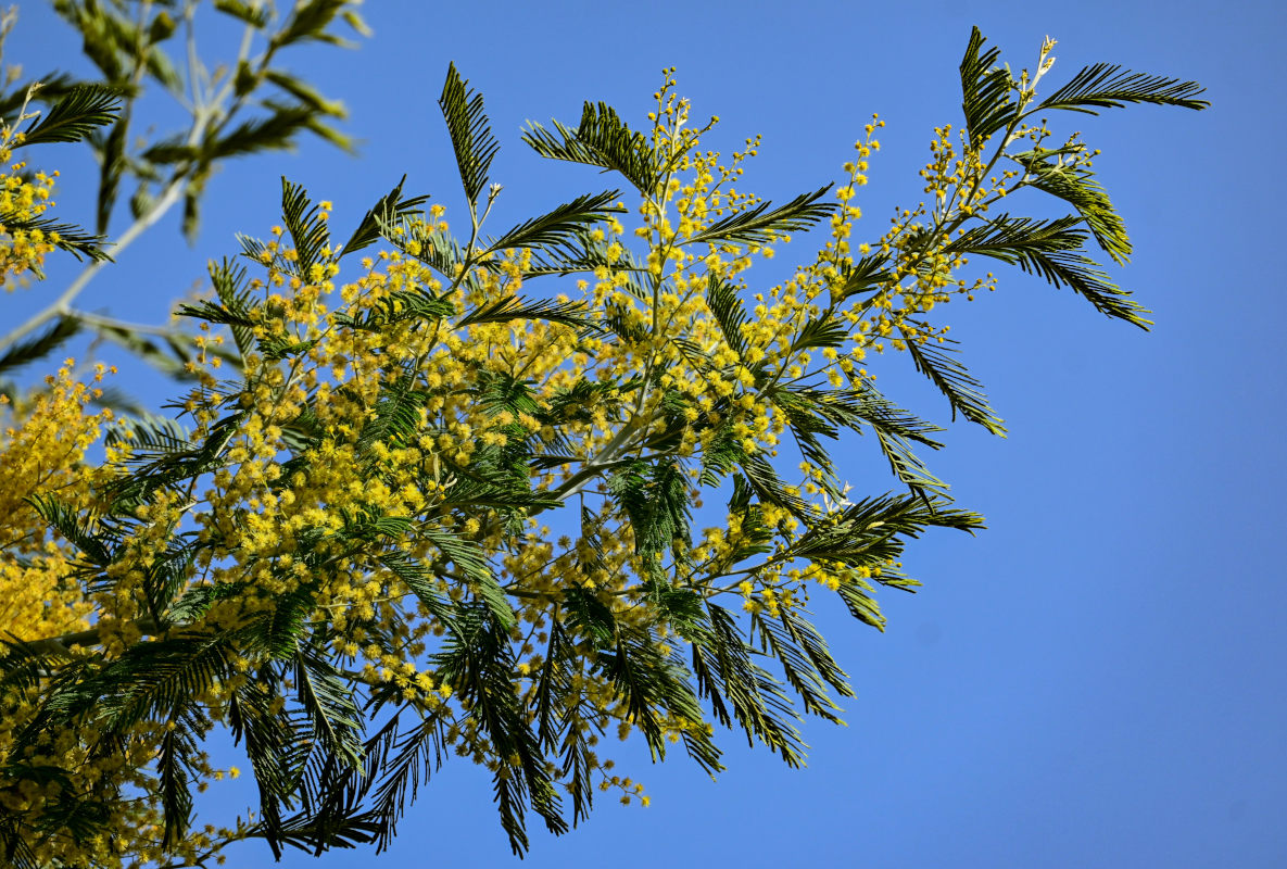 Image of Acacia dealbata specimen.