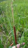 Typha linnaei