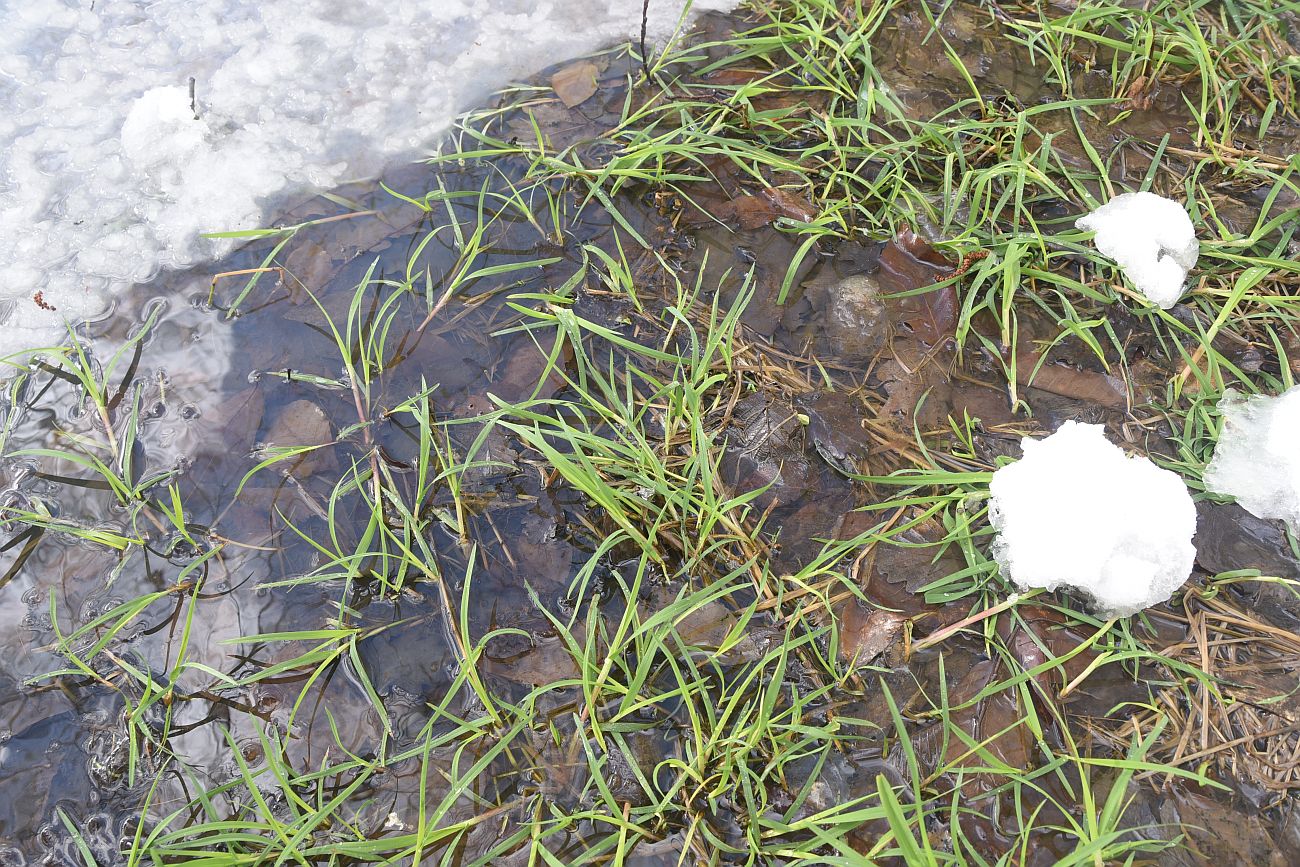 Image of familia Poaceae specimen.