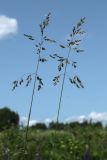 View full-size image Poa angustifolia