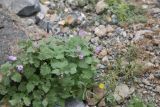 View full-size image Lamium garganicum