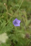 View full-size image Campanula stevenii