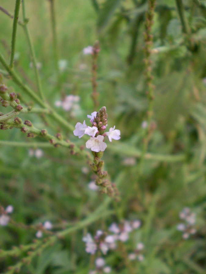 Image of Verbena officinalis specimen.