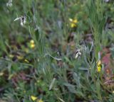 View full-size image unknown species