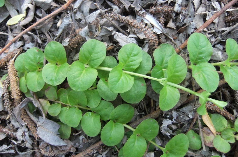 Изображение особи Lysimachia nummularia.