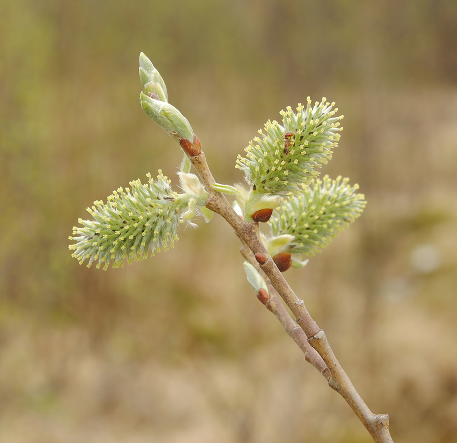 Image of genus Salix specimen.