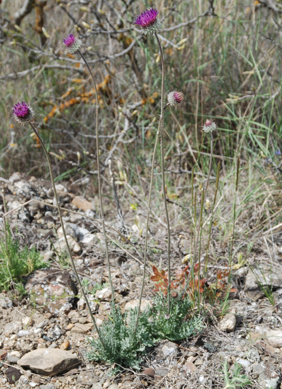 Image of Jurinea roegneri specimen.