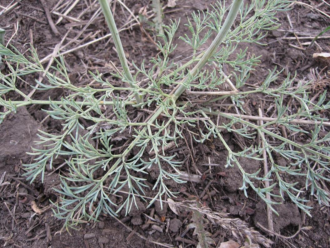 Image of Seseli ledebourii specimen.