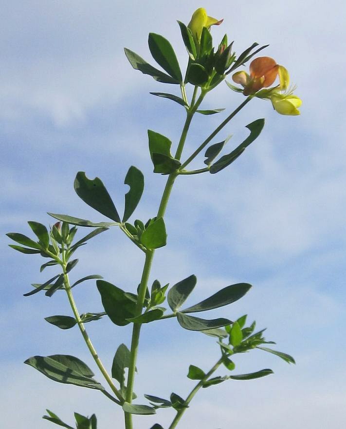 Image of Lotus sergievskiae specimen.