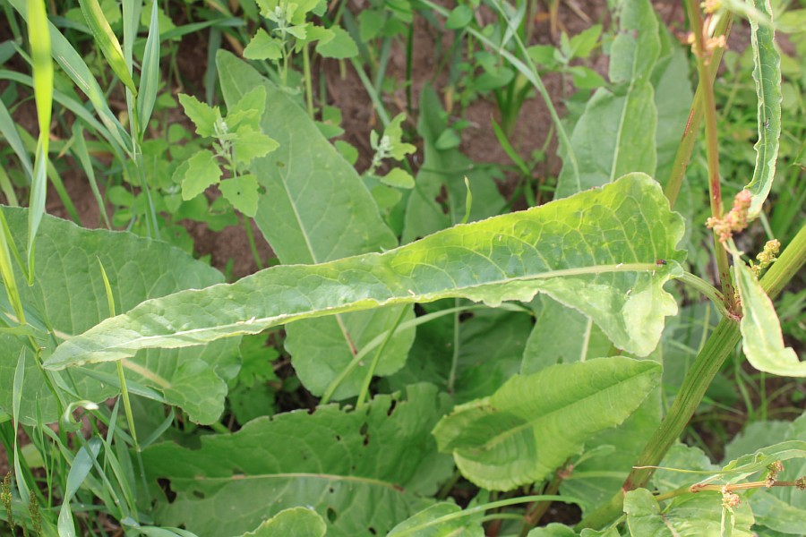 Image of Rumex aquaticus specimen.